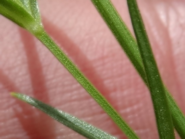 Stellaria graminea