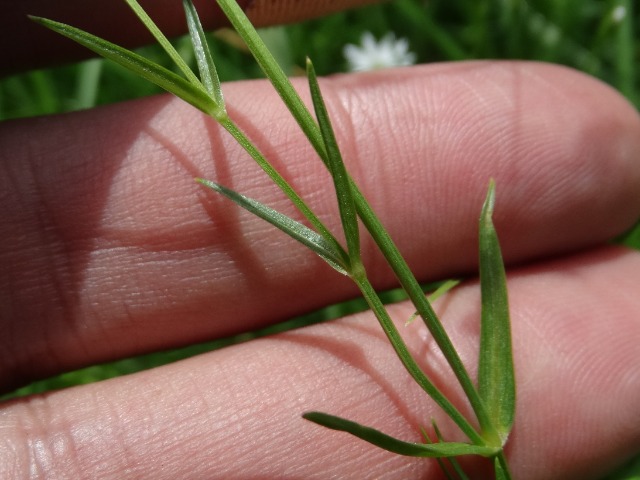 Stellaria graminea