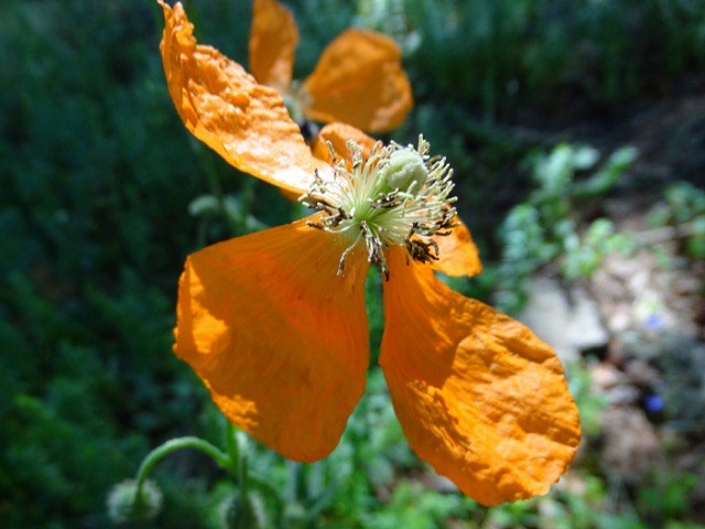 Papaver pilosum