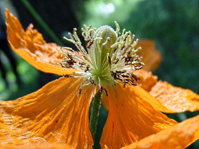 Papaver pilosum