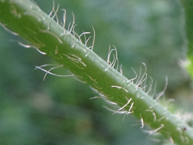 Papaver pilosum