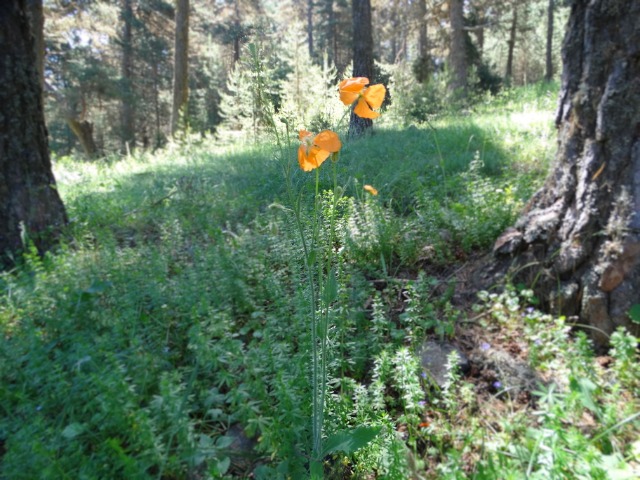 Papaver pilosum