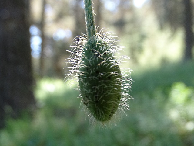 Papaver pilosum