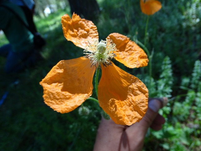 Papaver pilosum