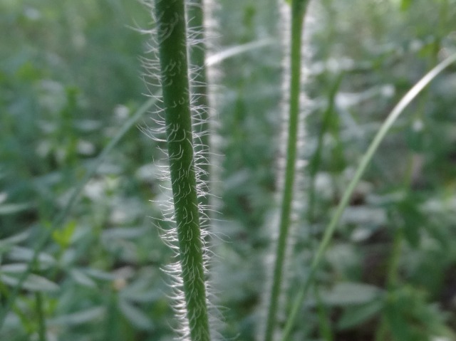 Papaver pilosum