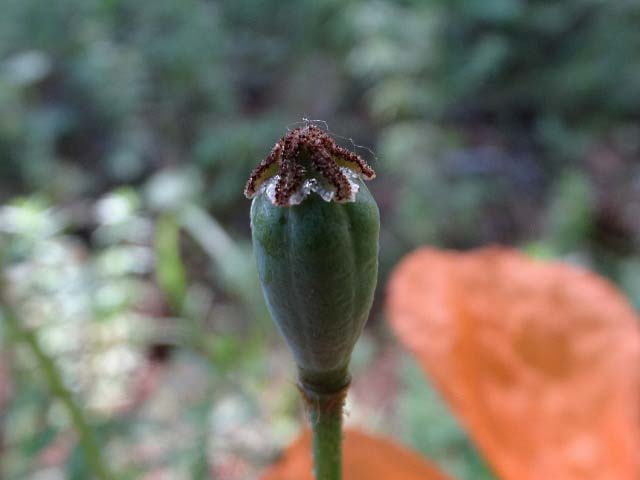 Papaver pilosum