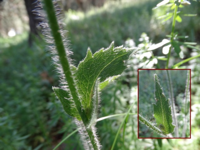 Papaver pilosum