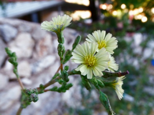 Lactuca serriola