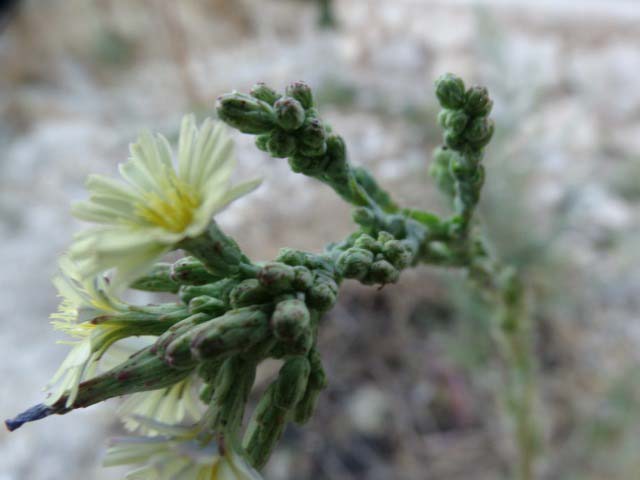 Lactuca serriola