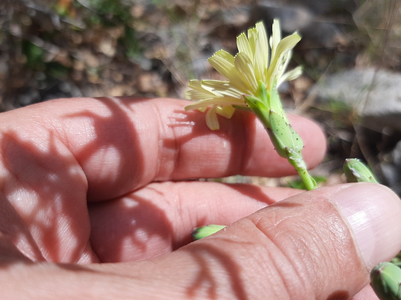 Lactuca serriola