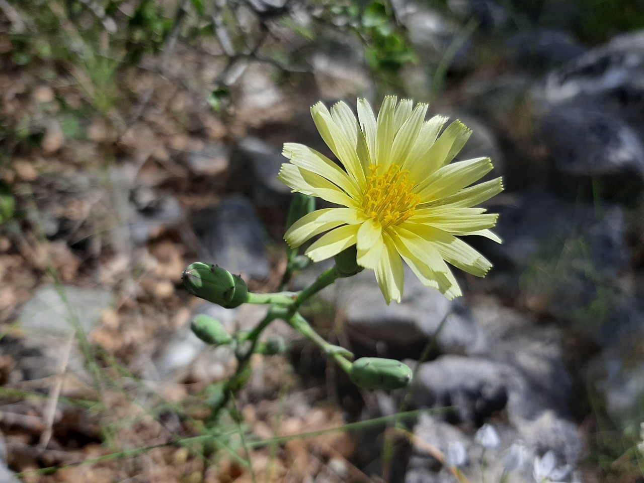 Lactuca serriola