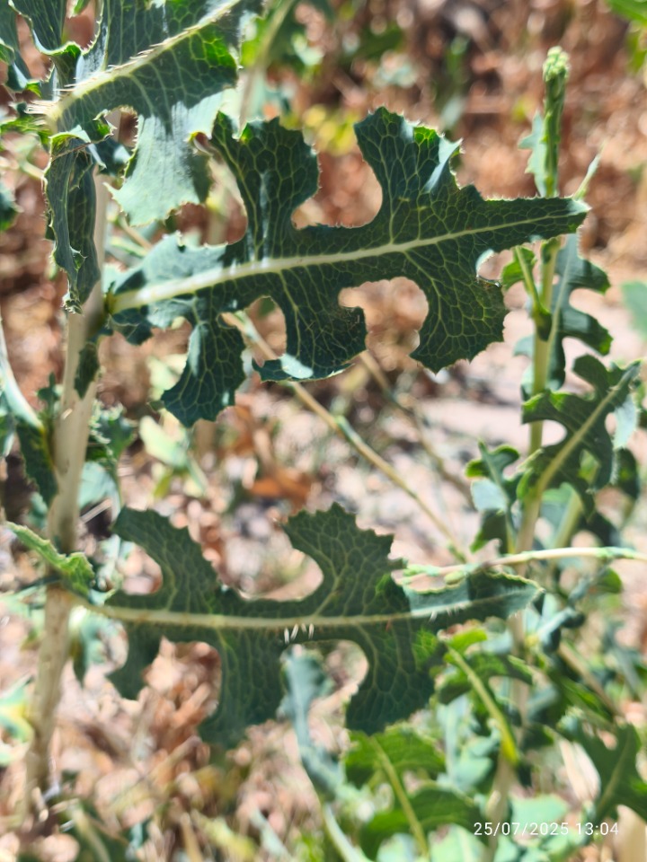 Lactuca serriola