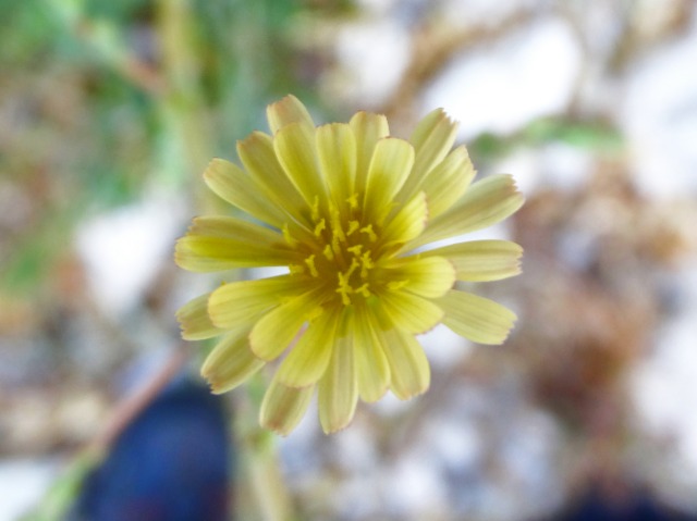 Lactuca serriola