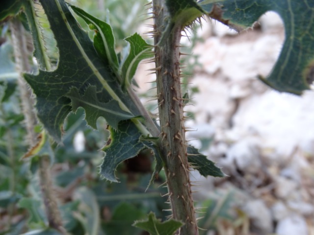 Lactuca serriola