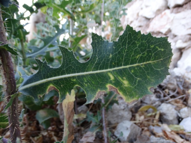 Lactuca serriola