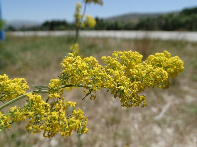 Galium verum