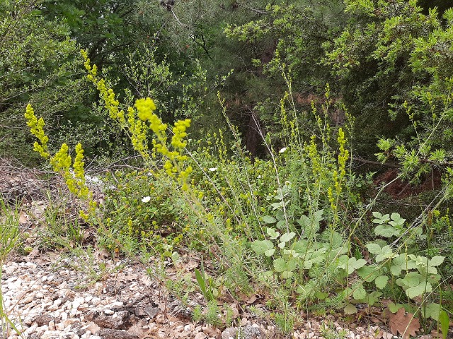 Galium verum