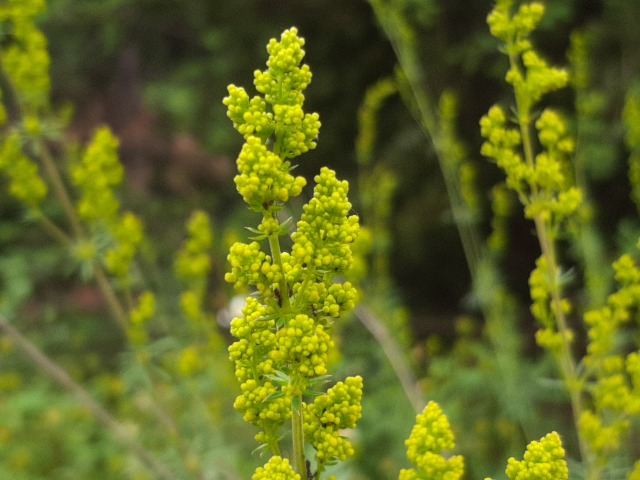 Galium verum