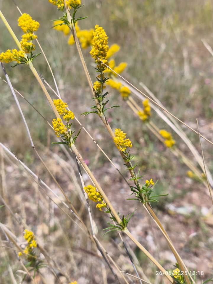 Galium verum