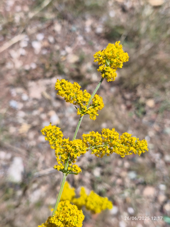Galium verum