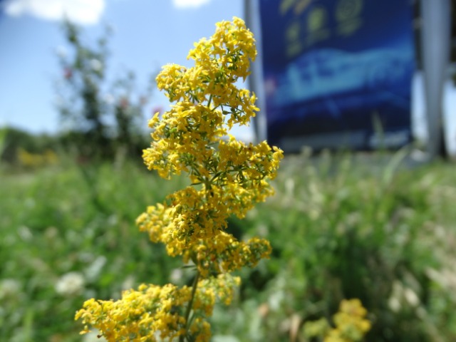 Galium verum