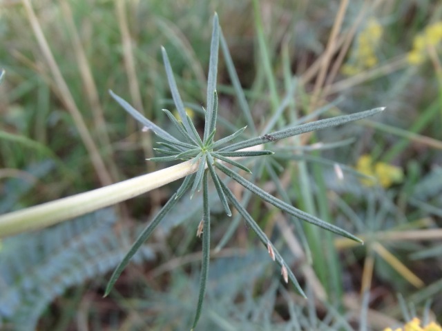 Galium verum