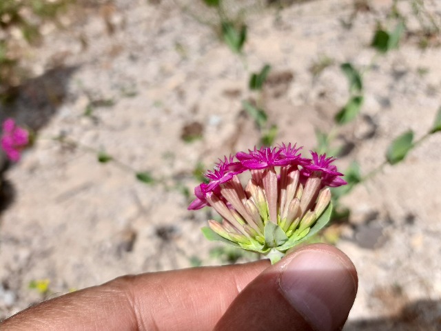 Silene compacta