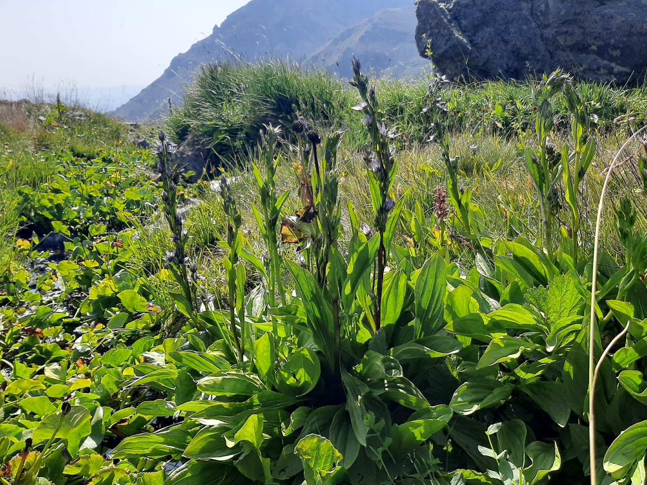 Veronica gentianoides