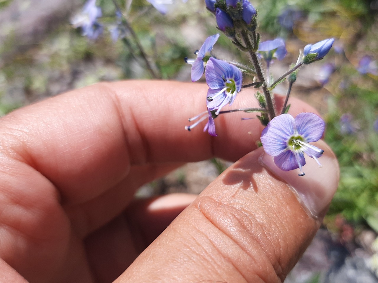 Veronica gentianoides