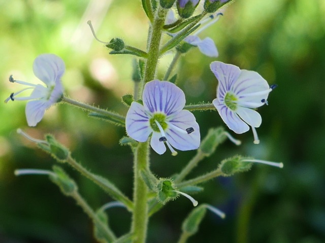 Veronica gentianoides