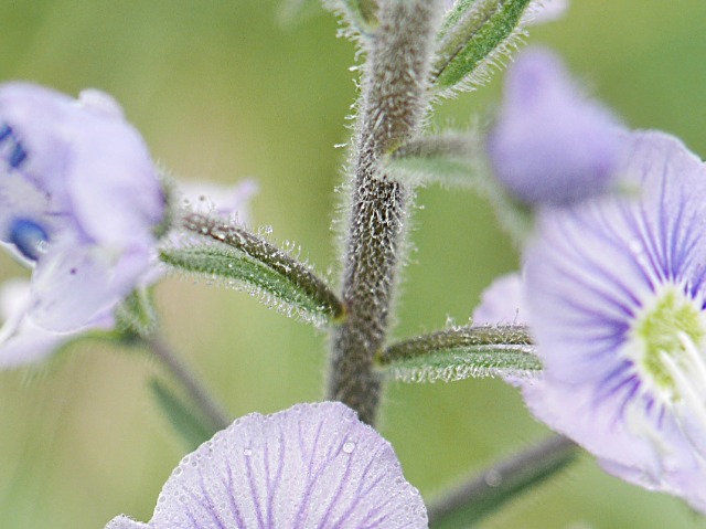 Veronica gentianoides