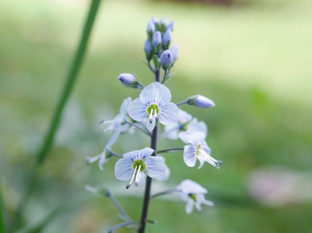 Veronica gentianoides