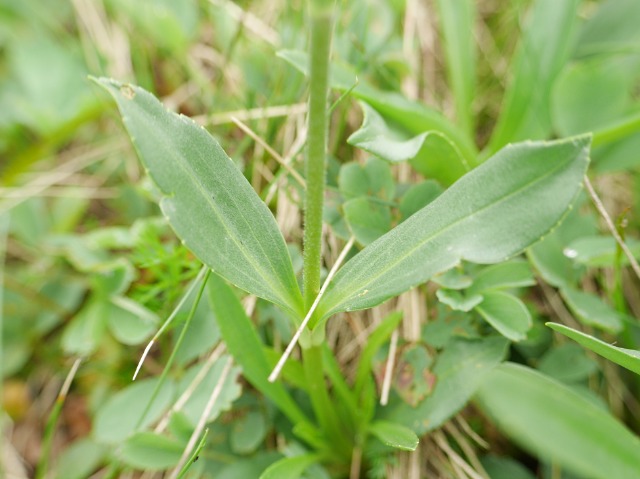 Veronica gentianoides