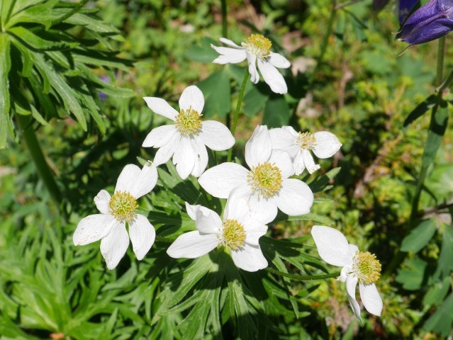 Anemone narcissiflora