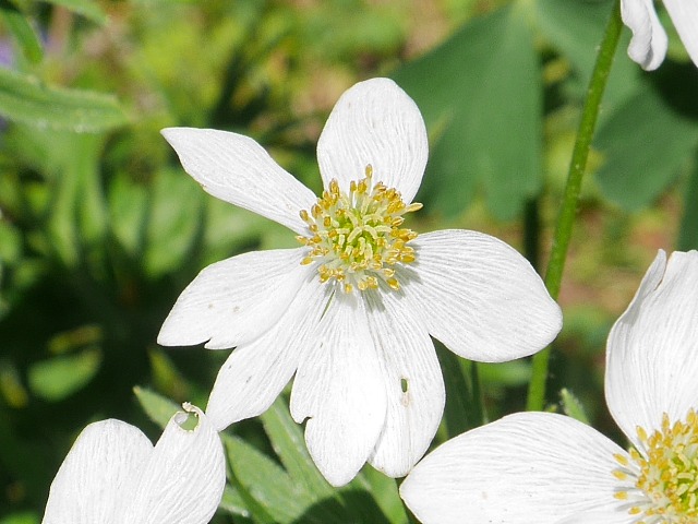 Anemone narcissiflora