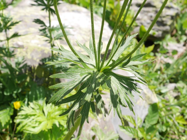 Anemone narcissiflora