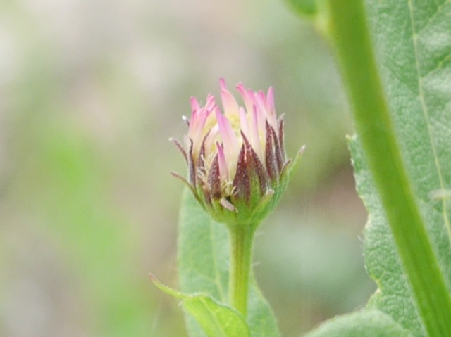 Kemulariella caucasica