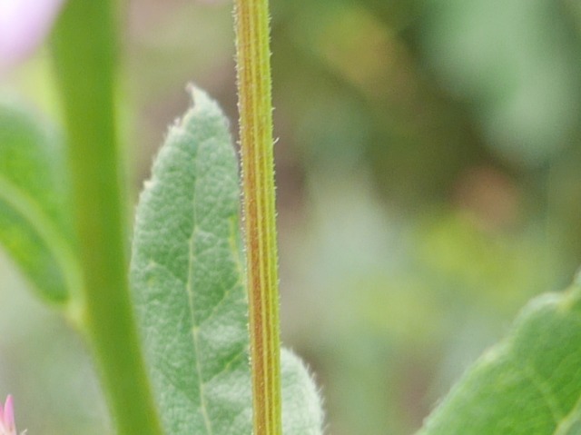 Kemulariella caucasica