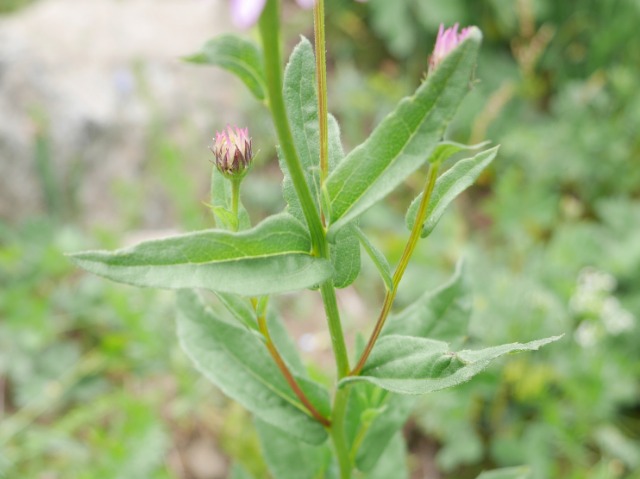 Kemulariella caucasica