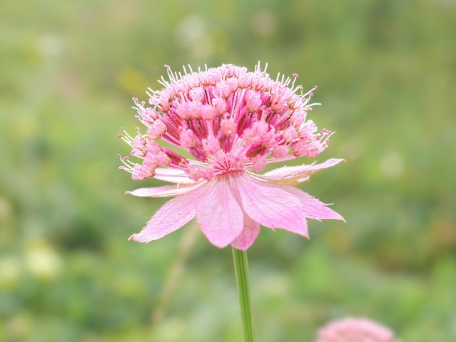 Astrantia maxima