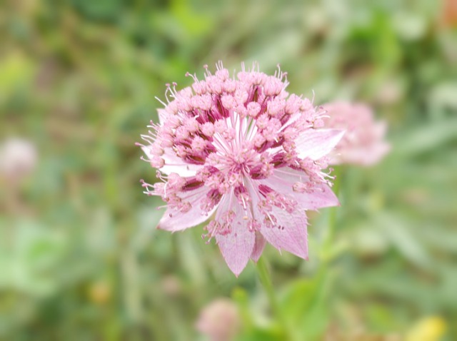 Astrantia maxima