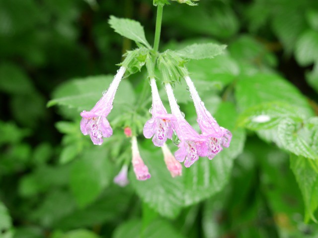 Clinopodium grandiflorum