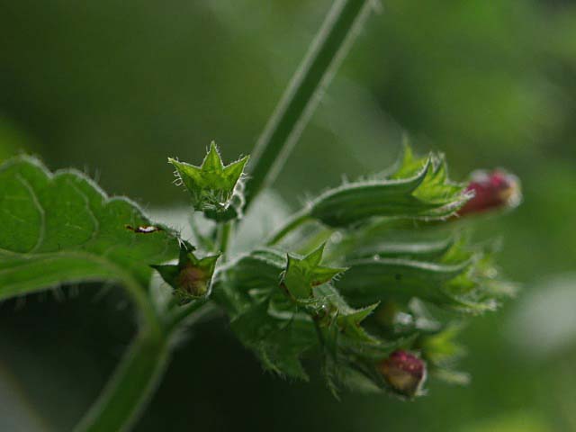 Clinopodium grandiflorum