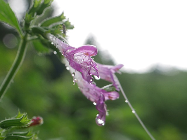 Clinopodium grandiflorum