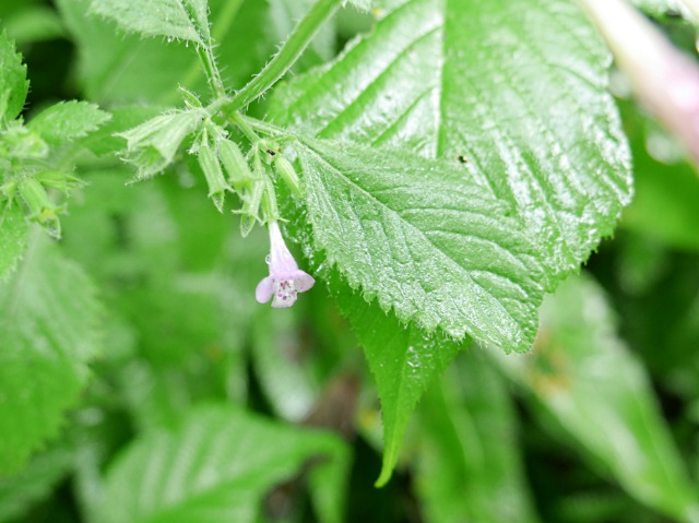 Clinopodium grandiflorum