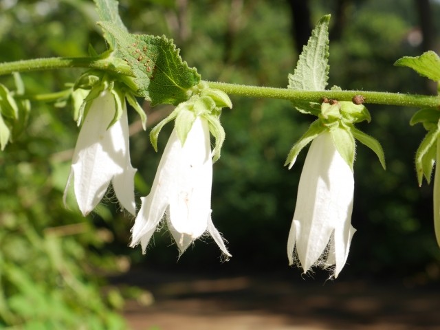 Campanula alliariifolia