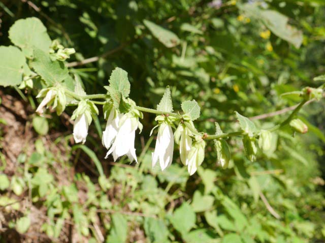 Campanula alliariifolia