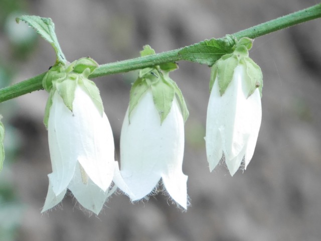 Campanula alliariifolia