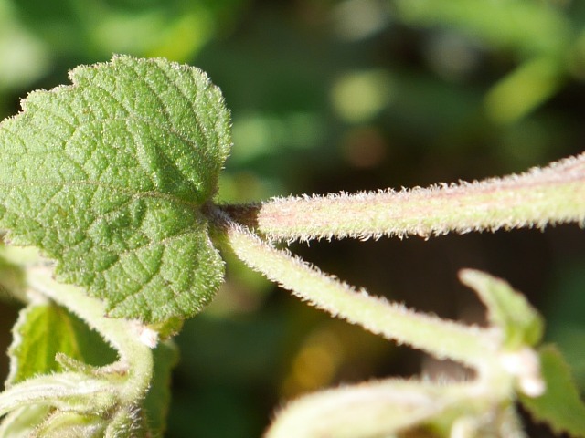 Campanula alliariifolia