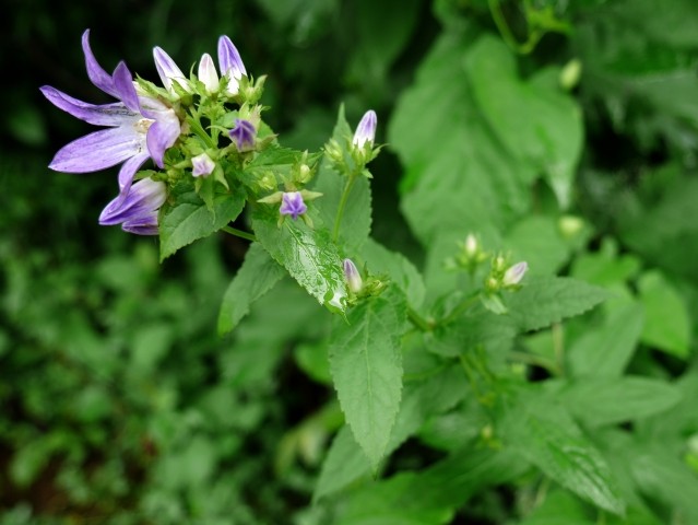 Campanula lactiflora